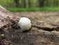 Hamis pöfeteg (Reticularia lycoperdon), Vértes